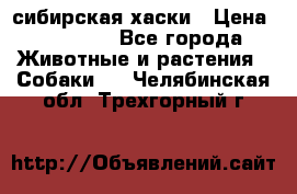 l: сибирская хаски › Цена ­ 10 000 - Все города Животные и растения » Собаки   . Челябинская обл.,Трехгорный г.